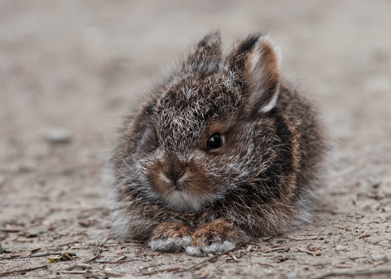grass, whisker, animal, young Animal, looking, cute, pets, rodent, day, animal Hair, domestic Animals, black, close-up, one animal, rabbit - Animal, baby Rabbit