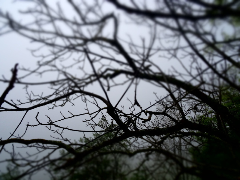 enchanted forest, closeup, selective focus, no people, bare tree, bare, spook, plant, nature, winter, forest trees, light, mist, mysterious, photo, tranquility