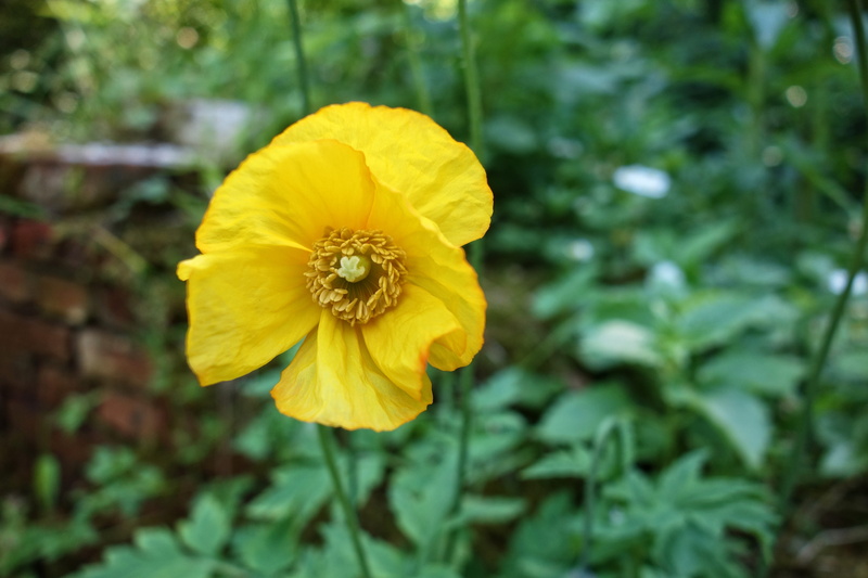 petal, papaver, medicinal, herbaceous, papaver somniferum, one animal, blooming, focus on foreground, flowering plant, animal, growth, freshness, 5K, yellow poppy