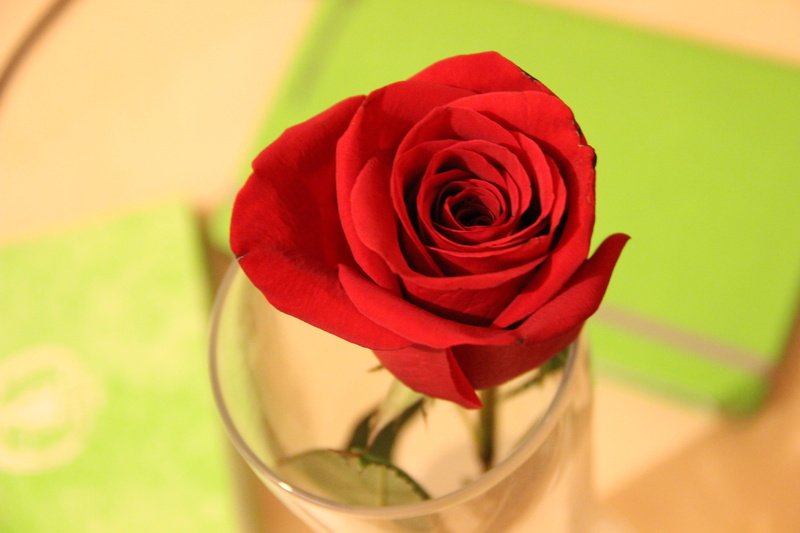 beautiful flower, sheet, summer, flowers, plant part, rose - flower, freshness, blooming, love scam, fashion, garden, nature, red, rose wine, beautiful