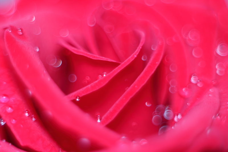 water, rosa, attachment, flowering plant, no people, flower, abstract, flower head, close-up, beauty in nature, nature, petal, plant, full frame, red, love