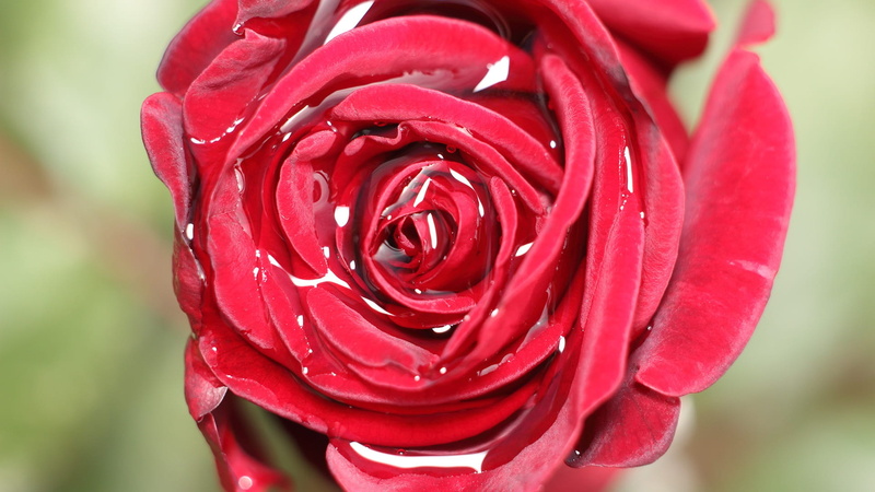 freshness, petal, fragility, rose - flower, close-up, growth, nature, love, valentines day - holiday, no people, red, beauty in nature, flower head, flowering plant