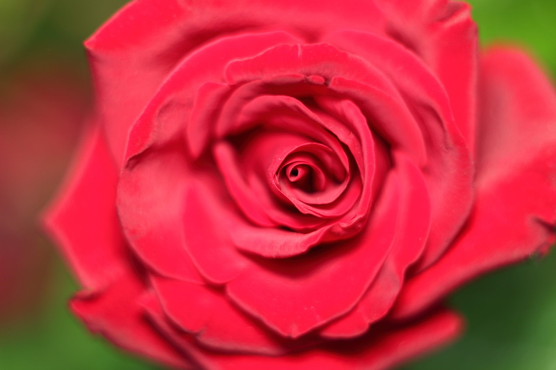 vulnerability, flower arrangement, springtime, love, beauty in nature, rose, freshness, love scam, valentines day - holiday, close-up, petal, inflorescence