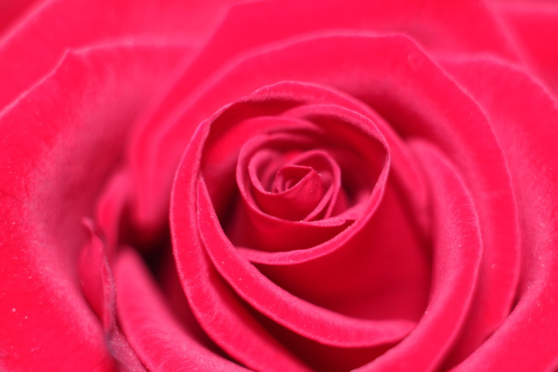petal, rose, love scam, beauty in nature, close-up, freshness, backgrounds, vulnerability, 5K, rose - flower, fragility, no people, attachment, valentines day - holiday