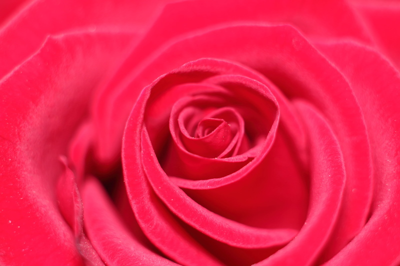 flowering plant, rose, attachment, full frame, backgrounds, softness, love scam, valentines day - holiday, plant, rose - flower, positive emotion, 5K