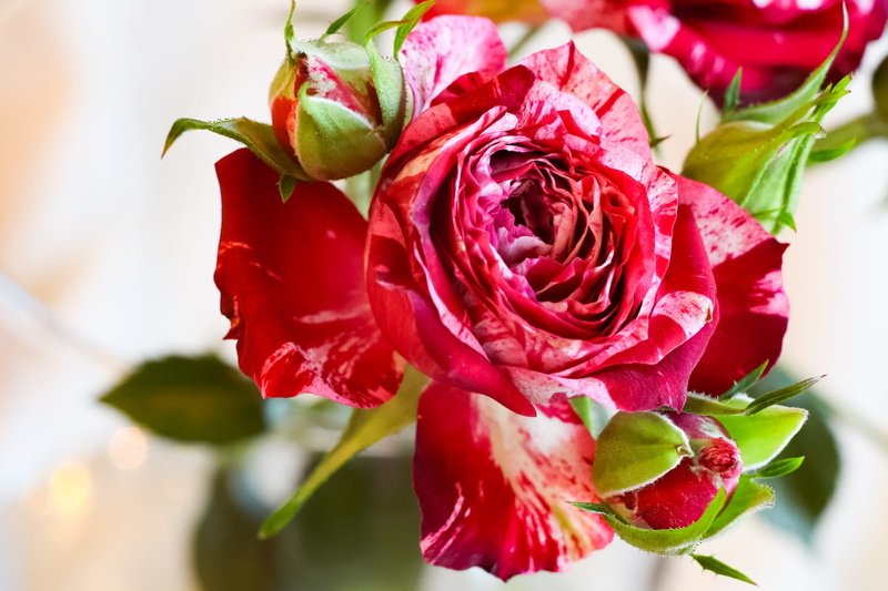 ornament, bouquet, flowering plant, beauty in nature, red, plant, flower head, flower, bunch of flowers, focus on foreground, nature, leaf, 1080P, lovely