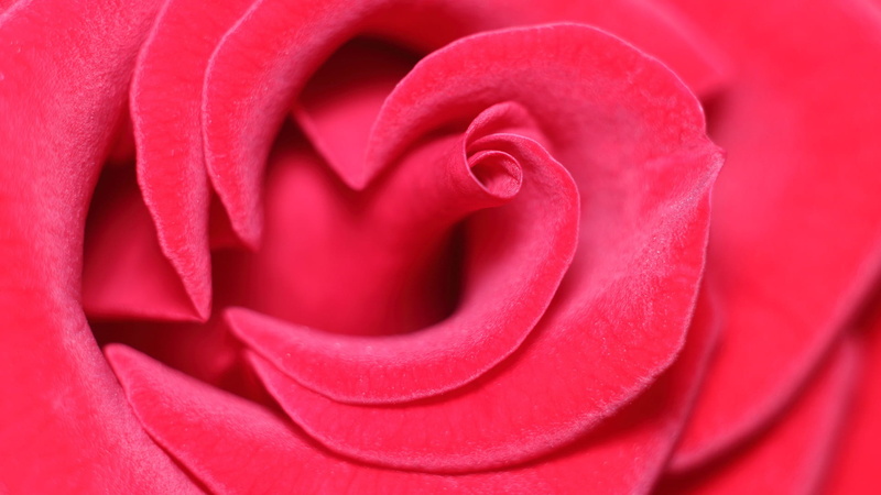 attachment, freshness, petal, flower, plant, flower head, rose - flower, no people, closeup, vulnerability, photo, valentines day - holiday, full frame