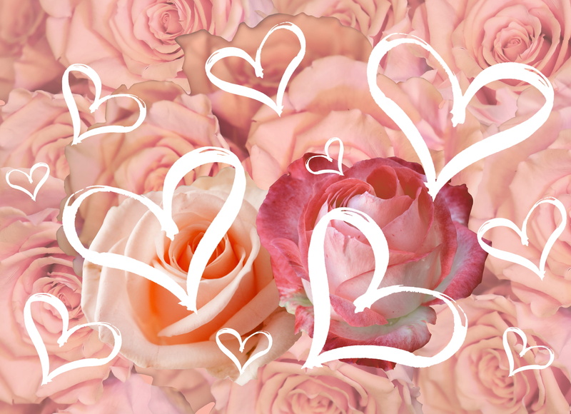 vulnerability, pink, freshness, love, pink color, for the beloved, valentine, love scam, flower head, tenderness, beautiful, photoshop, rose, wedding, petal