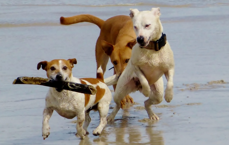 land, domestic animals, run, animal, jack russell terrier, playing, coated, soil, dog, running, group of animals, vertebrate, pet, canine, dog on beach