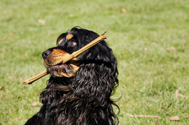 domestic, plays, puppy, 4K, vertebrate, field, active, dog, cute, spirited, rottweiler, sweet, dachshund, cocker, male, pets, animal, domestic animals