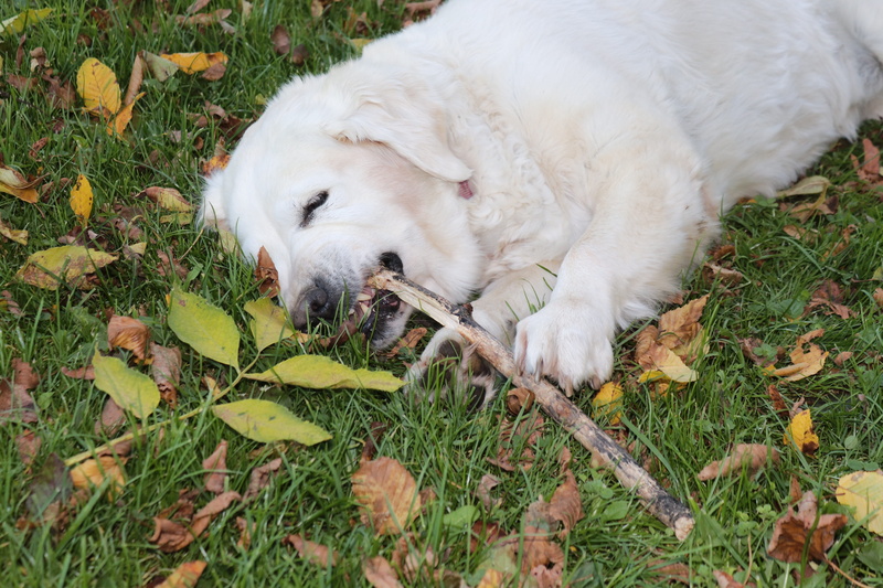 relaxation, pets, leaf, stock pick, dog, golden retriever, nibble, outdoors, green color, grass, canine, mammal, floor, plant part, one animal, resting