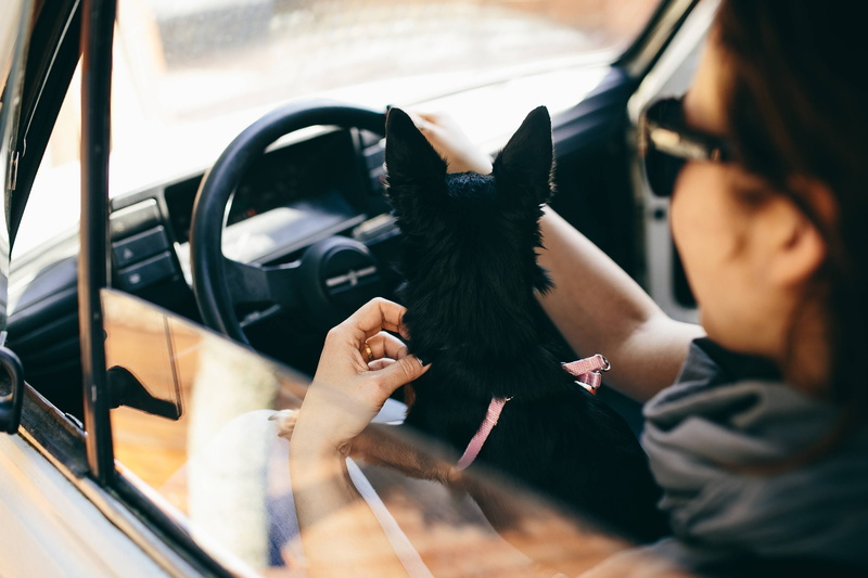 animal, people, pet, hairstyle, Woman, holding, human hair, young Adult, young Women, two People, only women, caucasian Ethnicity, mode of transportation