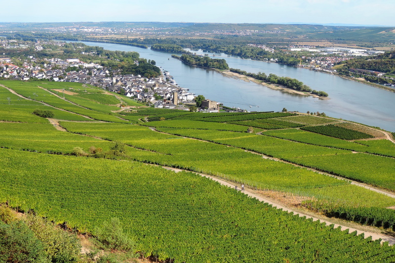 outdoors, rhine, vineyard, rüdesheim, river, green color, building exterior, beauty in nature, plantation, tranquility, rhine valley, scenics - nature