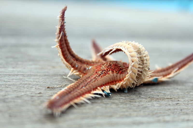 animal, sea life, table, selective focus, port, focus on foreground, scent of the sea, animal themes, outdoors, sea, one animal, macro, dry, lake, boardwalk