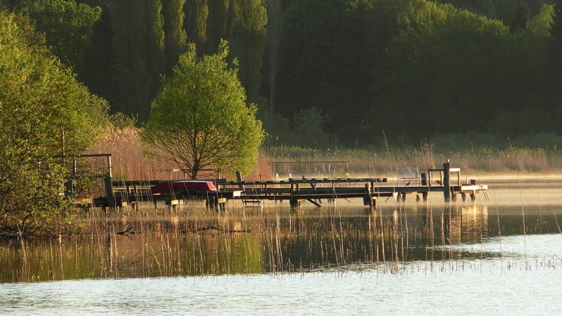 forest, lake, nautical vessel, tree, pier, outdoors, water, web, nature, silent, scenics - nature, tranquil scene, non-urban scene, no people, transportation