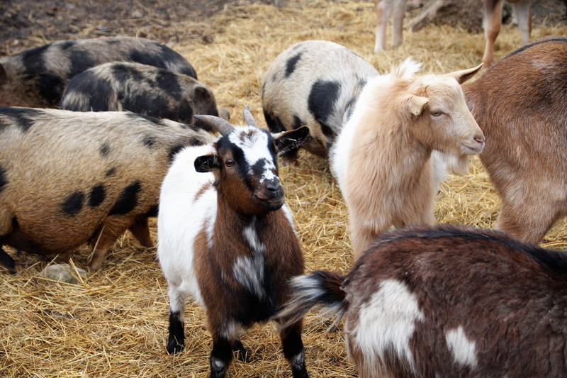 pets, group of animals, young animal, sheep, agriculture, vertebrate, animal head, nature, livestock, cattle, animal themes, day, domestic animals, farm