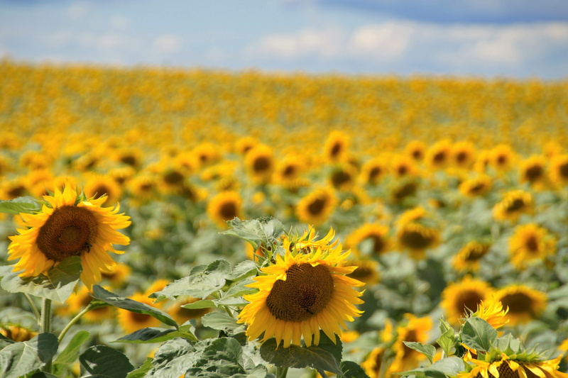 flower, rural scene, Field, plant, agriculture, flowering plant, beauty in nature, petal, no people, environment, farm, fragility, flower head, crop, economic plant