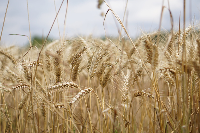 environment, gold, fields, the agricultural industry, land, panorama, summer, rural scene, background, germany, harvest, plantation, agricultural, bauer