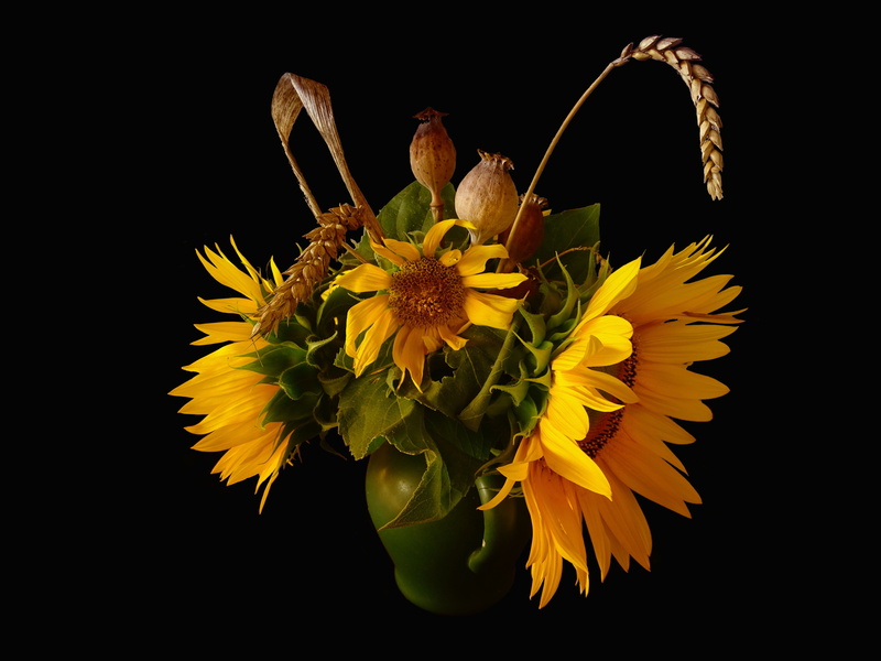 growth, flowers, no people, butterfly - insect, close-up, bright, petal, arrangements, black background, summer, gold, freshness, beauty in nature, flowering plant