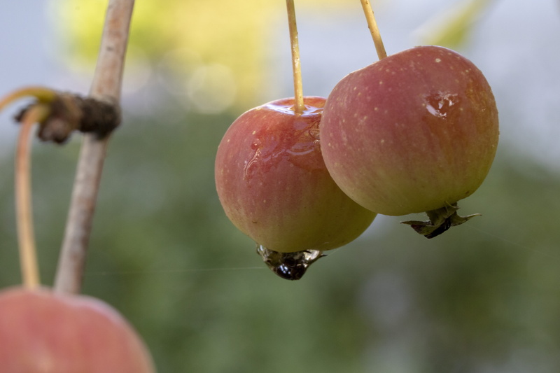 raindrop, 5K, growth, healthy eating, plant stem, no people, close-up, rain, day, tree, red, water, food, results, macro, wood, apple, outdoors, garden