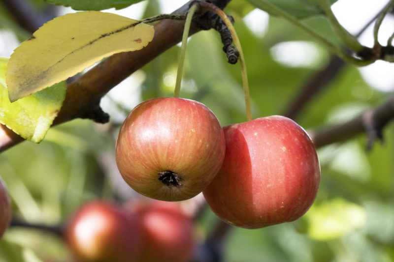 focus on foreground, growth, healthy eating, plant, day, garden, food, macro, wellbeing, agriculture, outdoors, 4K, ripe, wood, fruit, plant part, apple