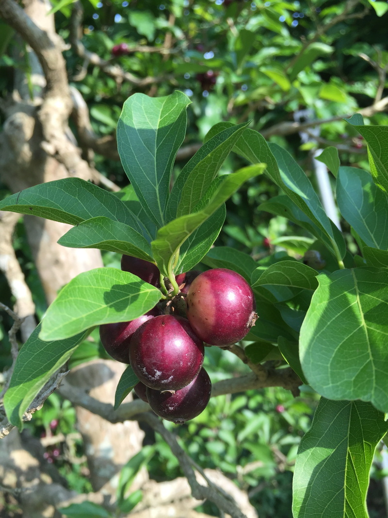 red, nature, day, beauty in nature, 2K, wellbeing, tree, close-up, focus on foreground, growth, ripe, summer, the brooch, outdoors, food and drink, plant part
