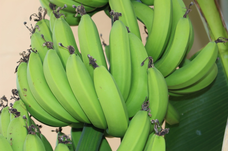 fruit, healthy eating, wellbeing, nature, day, raw food, banana, no people, green color, food and drink, food, hanging, bananas, ripe, close-up, banana tree