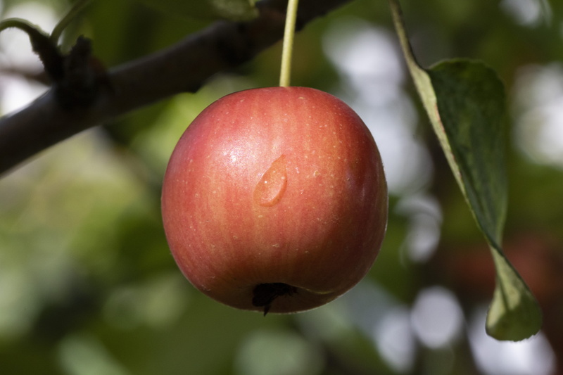 plants, branch, close-up, results, fruit, plant, agriculture, plant part, growth, 5K, garden, macro, beauty in nature, focus on foreground, healthy eating