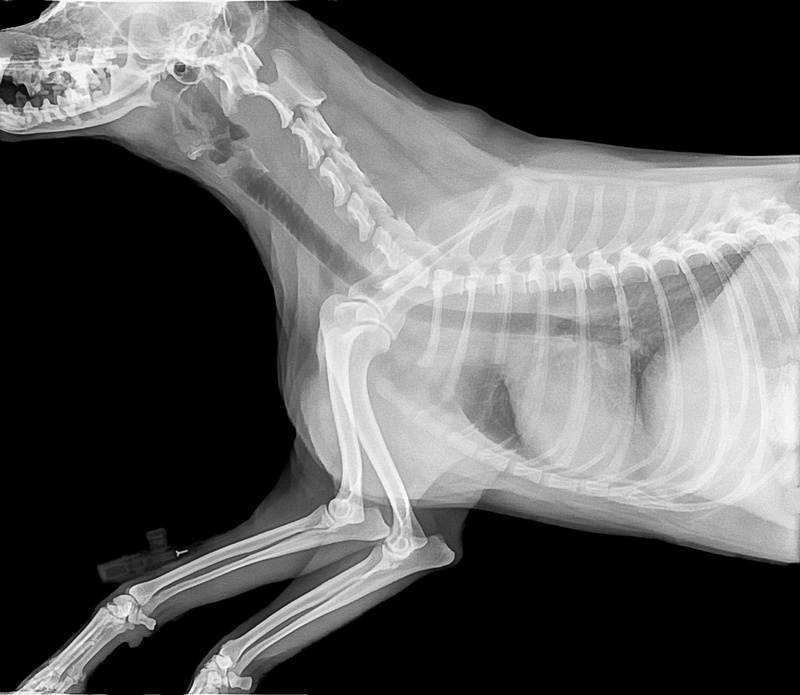 veterinarian, human skeleton, no people, picture, science, imagery, copy space, dog, studio shot, medical x-ray, pattern, ray, anatomy, medical, smoke - physical structure