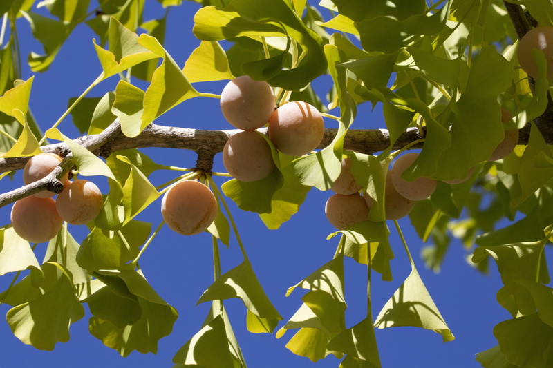 branch, green color, day, ginkgo, sunlight, food and drink, nature, leaf, fruit, freshness, tree, wood, bank, sky, no people, growth, autumn, outdoors