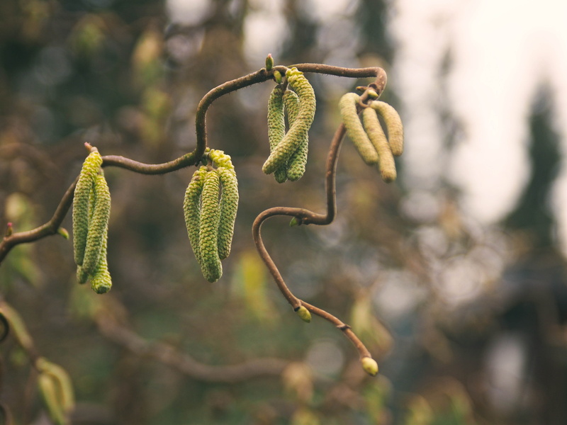 selective focus, agriculture, organic, Olympus, green Color, Bokeh, digital  camera, food, Nature, freshness, vegetable, tree branch, branch, E-P5, SIGMA