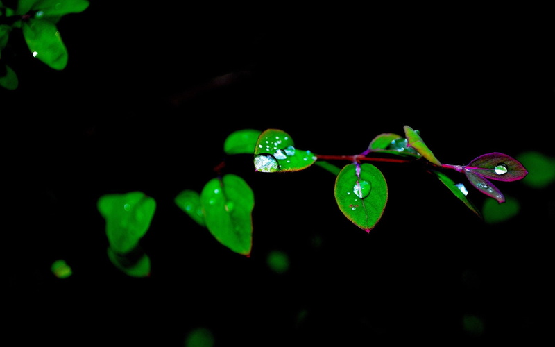 1080P, Background, Green, Twigs, Dew, Black, Leaves