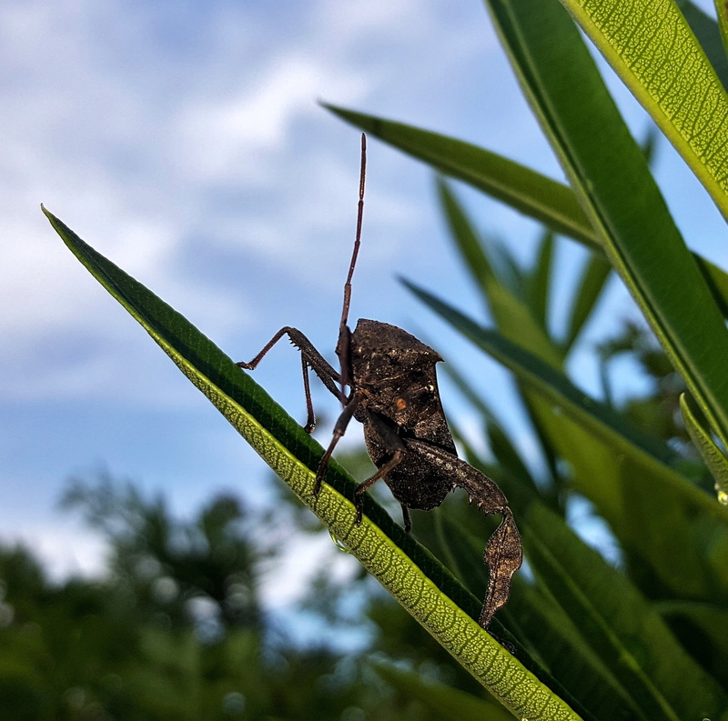 growth, day, animal wildlife, reptile, biology, winged insect, green color, close up, 1080P, animal, animals in the wild, tree, leaf, cloud - sky, insectoid