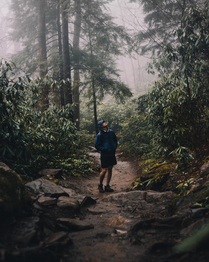 person, hiking, tree, woodland, nature, looking up, walking, looking, hiker, land, casual clothing, foggy, growth, young adult, outdoors, rainforest, fog