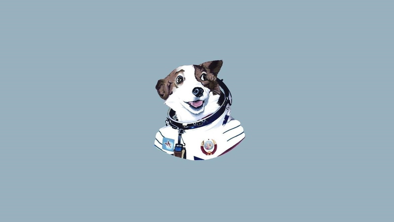 humor, dog, minimalism, studio shot, indoors, blue background, copy space, blue, domestic animals, pets, mammal, cut out, representation, domestic, animal