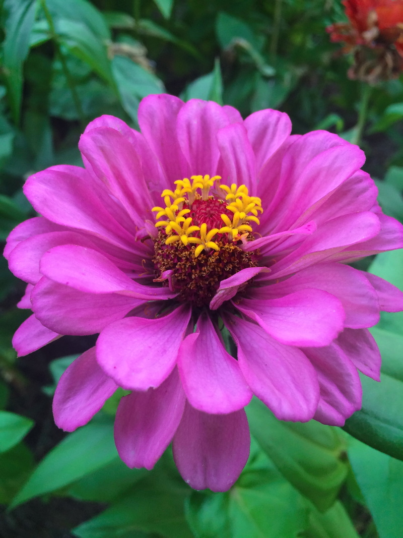2K, flower, red purple, day, growth, leaf, beauty in nature, flowering plant, outdoors, flowers, close-up, flower bed, pollen, yokosuka, flower head, nature