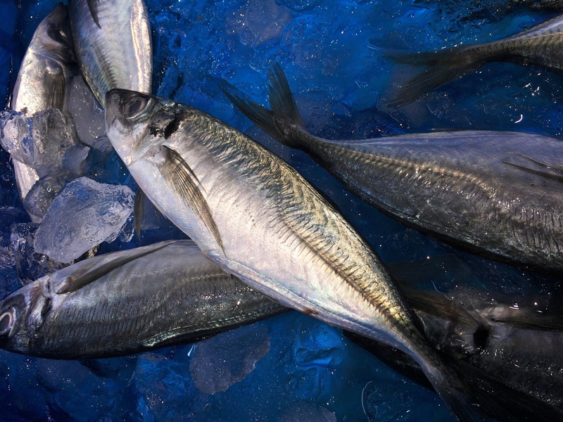 food and drink, high angle view, living, vertebrate, fish, silver colored, seafood, no people, day, department, animal themes, supermarket, fresh fish