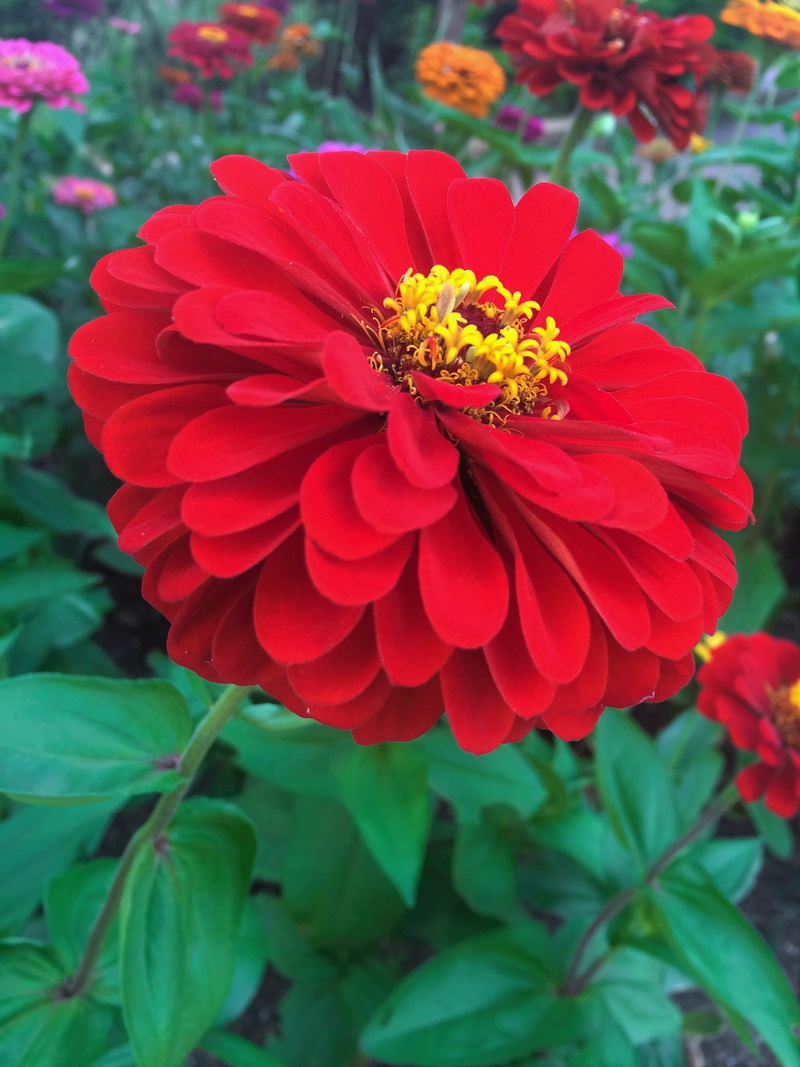 flowering plant, petal, park, flower, umikaze park, freshness, summer, flower head, leaf, inflorescence, growth, day, 2K, red, focus on foreground, plant