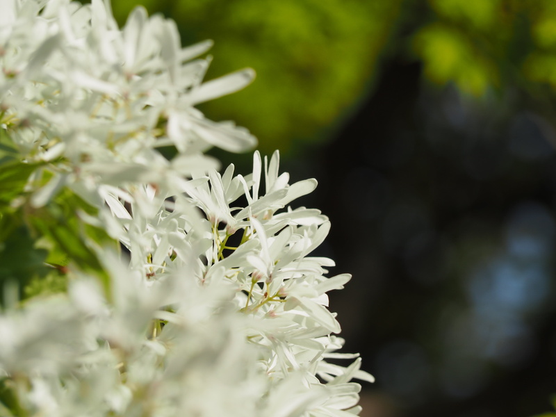 white flowers, fragility, outdoors, springtime, growth, botany, 4K, osmanthus department, flower, close-up, tree nanm monjya, inflorescence, vulnerability