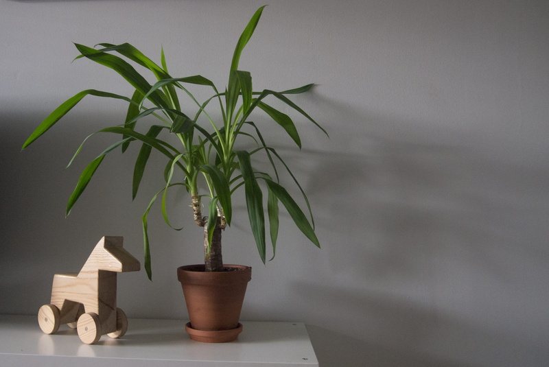 tree, vase, flower pot, nature, no people, small, corner, beauty in nature, tabletop, corn, indoors, plant part, furniture, plywood, wood, leaf, 2K, palm tree