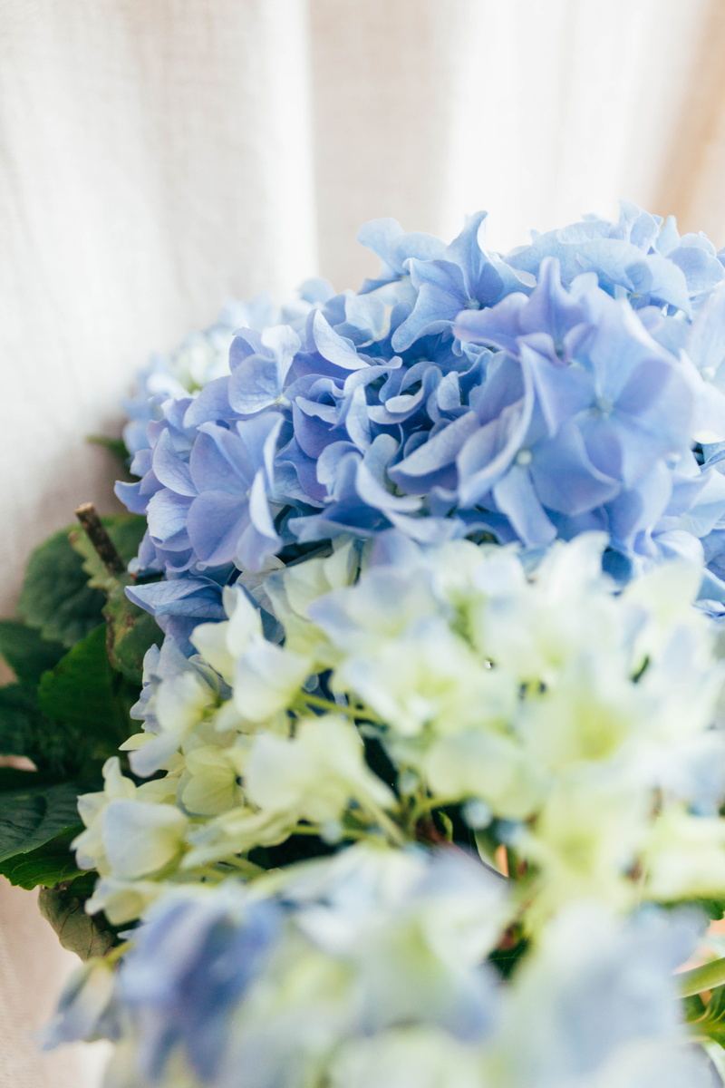 close, flower head, blue, geranium, fragility, inflorescence, indoors, day, plant, flower bouquet, tulip, bunch of flowers, photography, art, purple, flowers