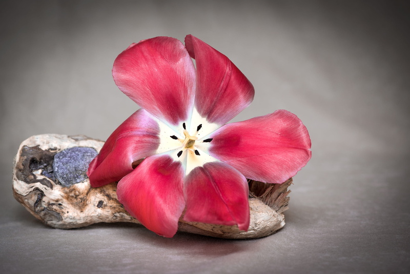 photo, plant, red, pink color, solid, fragility, tulip, close, inflorescence, studio shot, nature, no people, red flower, indoors, blossom, flower, flowering plant