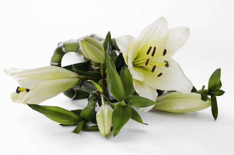 frisch, bloom, nature, white, flower head, botanical, ornamental plant, inflorescence, lily family, indoors, petal, leaf, freshness, beauty in nature, branch