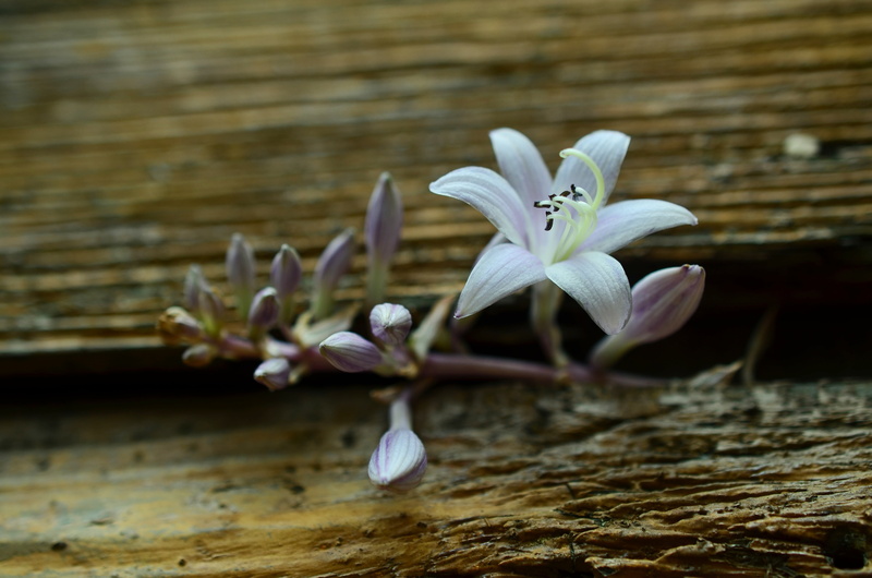 plant, purple, flower Head, wood - material, weathered, bloom, tender, shallow, flowering plant, garden, in between, selective focus, close, vulnerability