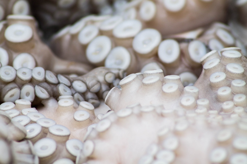 jewelry, nature, full frame, textile, white color, focus, pattern, tentacles, untitled, squid, shallow, still life, macro, octopus, luxury, wealth, indoors