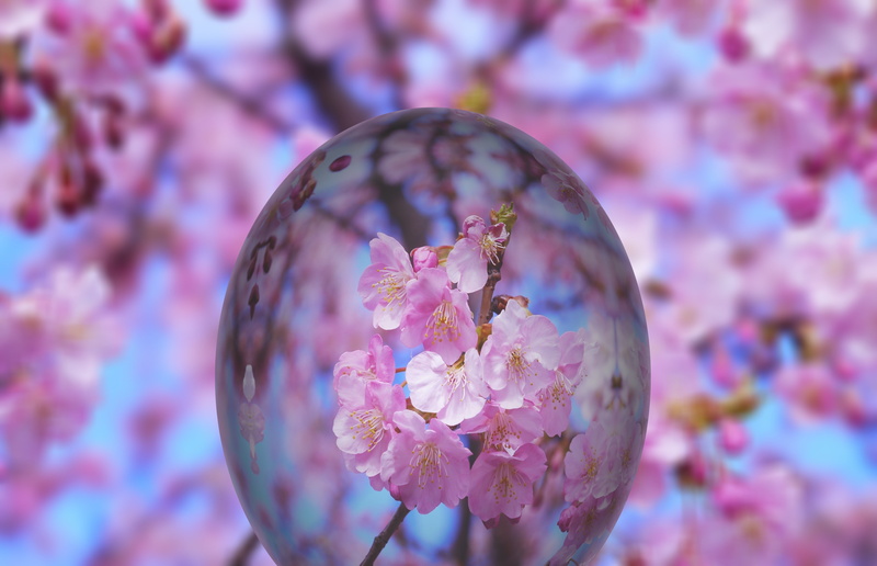 photography, pollen, shiny, tree, cherry blossom, selective, egg, colorful, easter egg painting, beauty in nature, flowers, easter, vulnerability, petaled