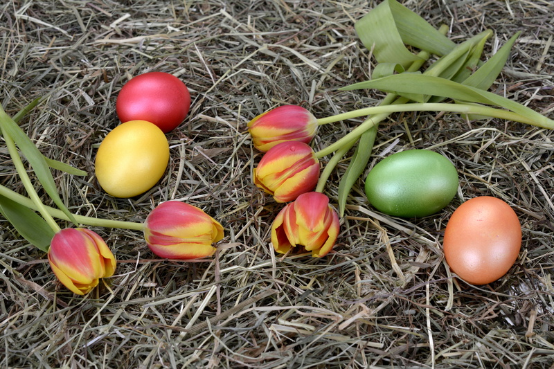 flowers, food and drink, field, outdoors, 5K, food, freshness, wellbeing, spring flowers, greeting card, day, easter egg, vulnerability, grass, hay, close-up