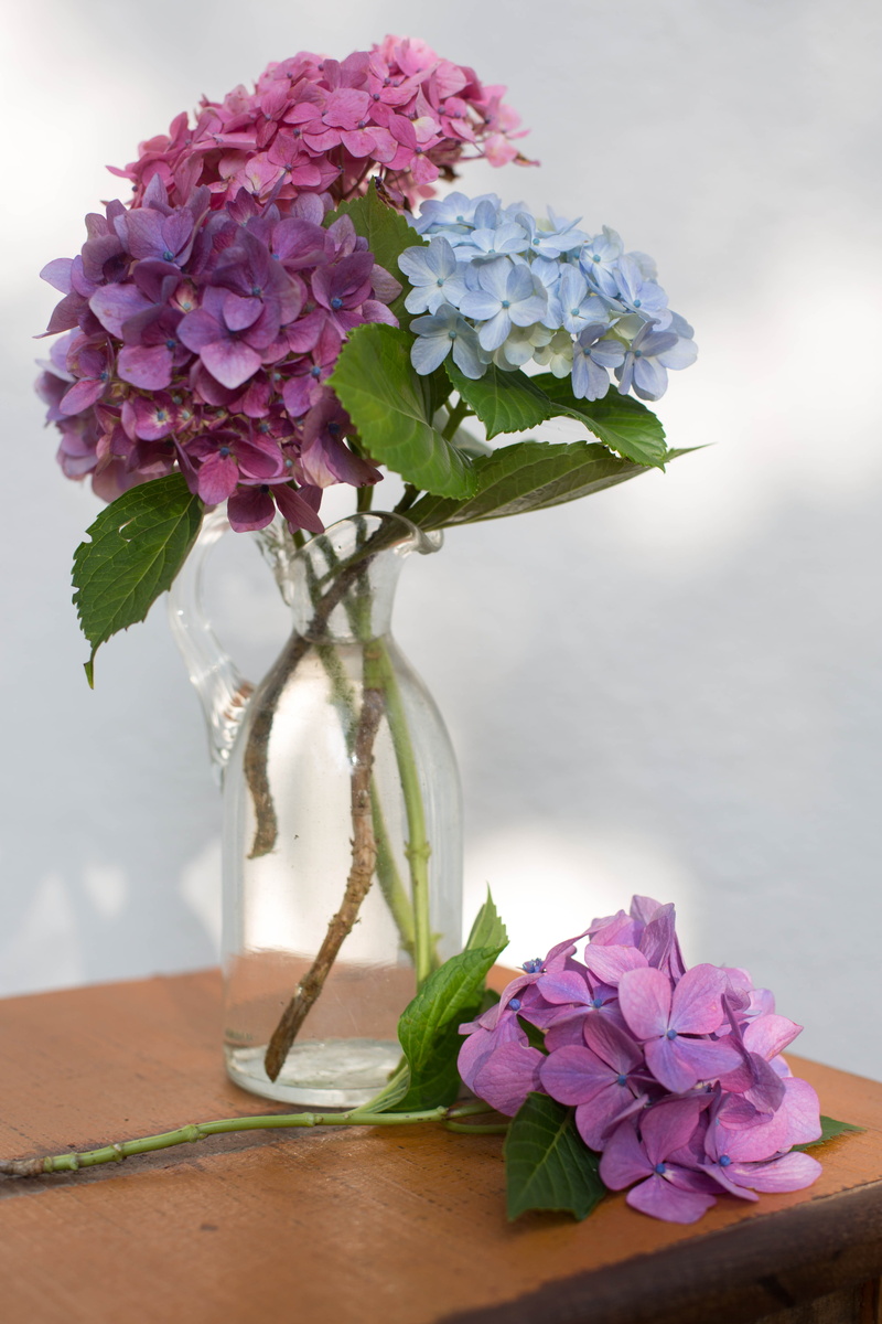 purple, romantic, blue, 5K, inflorescence, pink, arrangement, leaves, life, fragility, home, vulnerability, flower arrangement, vase, close-up, glass