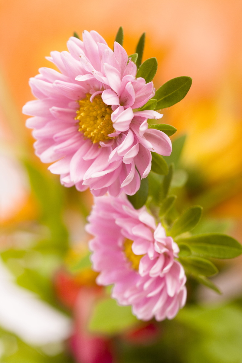 selective focus, closeup, color, day, beauty, season, plant, growing, flores, bunch, natural, beautiful, gardening, brightly lit, garden, pink color, freshness