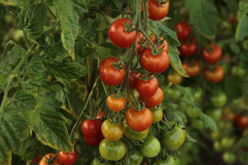 freshness, growing, leaf, fresh, natural, vegan, tomatoes, agricultural, 5K, ripe, healthy, farming, farm, tomatoe, countryside, cultivation, healthy eating